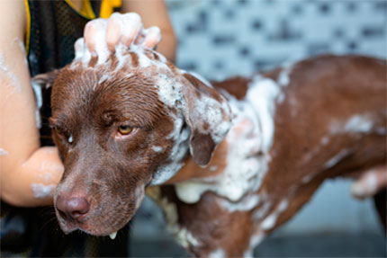 peluqueria-canina-en-zalamea-de-la-serena-bañodeperro