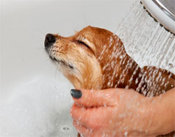 peluqueria-canina-en-zalamea-de-la-serena-perro-baño