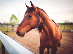 veterinario-de-grandes-animales-en-la-serena-caballo-perfil