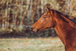 veterinario-de-grandes-animales-en-la-serena-equino