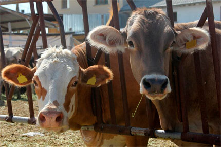 veterinario-de-grandes-animales-en-la-serena-microchip1