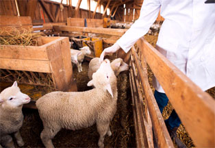 veterinario-de-grandes-animales-en-la-serena-vacunacion