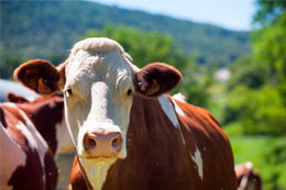 veterinario-de-grandes-animales-en-la-serena-vacuno