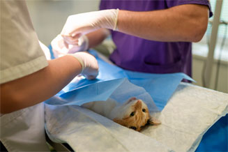 veterinario-de-pequeños-animales-en-la-serena-cirugiamascotas