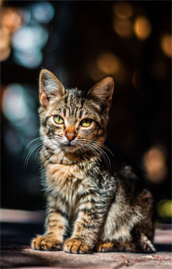 veterinario-de-pequeños-animales-en-la-serena-gato