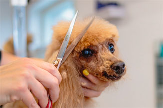 veterinario-de-pequeños-animales-en-la-serena-peluqueriacanina