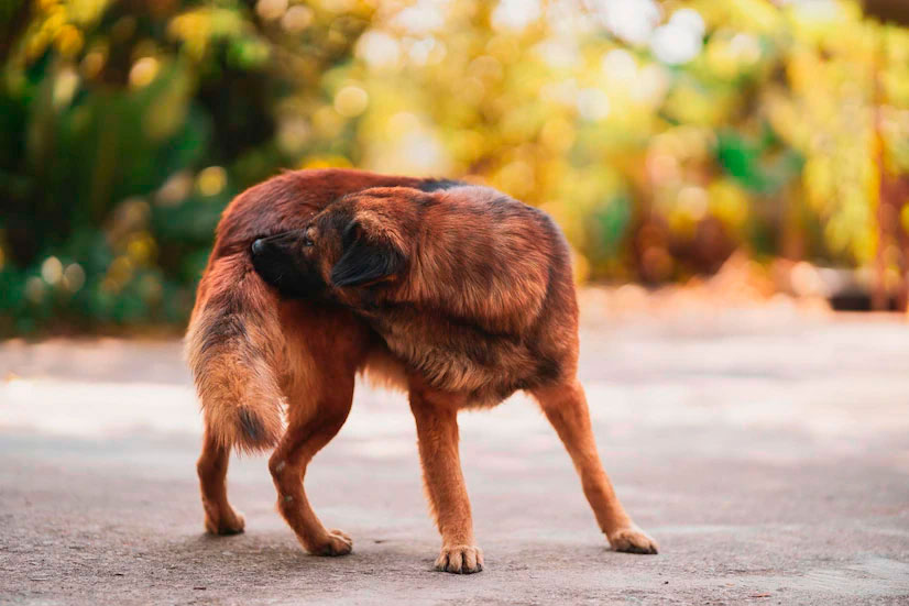 veterinario-de-pequeños-animales-en-la-serena-perro-con-parasito