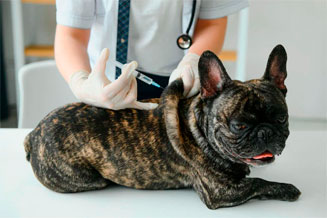 veterinario-de-pequeños-animales-en-la-serena-vacunacion