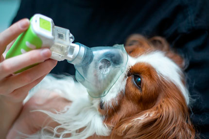 veterinario-urgencias-en-la-serena-perro-oxigeno