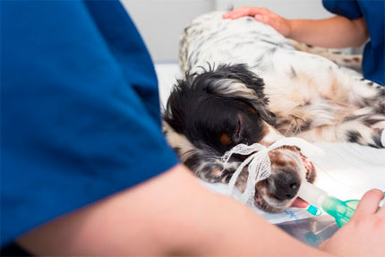 veterinario-urgencias-en-la-serena-perro