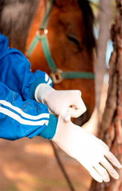 veterinario-urgencias-en-la-serena-revision-caballo