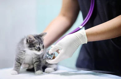 veterinario-zalamea-de-la-serena-cuidadosdegato