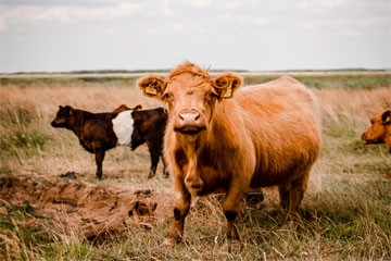 veterinario-zalamea-de-la-serena-grandesanimales