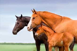 veterinario-zalamea-de-la-serena-reproduccion