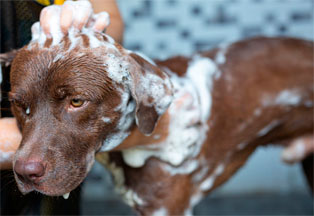 peluqueria-canina-en-zalamea-de-la-serena-baño-perro1