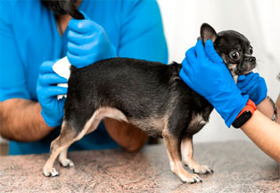 peluqueria-canina-en-zalamea-de-la-serena-vaciado-glandulas2