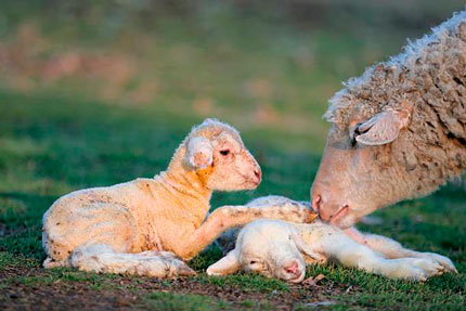 veterinario-de-grandes-animales-en-la-serena-reproduccion