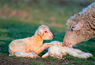 veterinario-de-grandes-animales-en-la-serena-reproduccion2