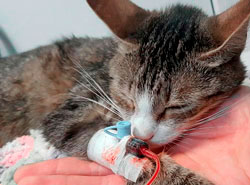 veterinario-urgencias-en-la-serena-lesion-gato1