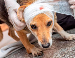 veterinario-urgencias-en-la-serena-lesion-perro9