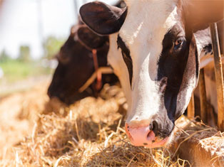 veterinario-urgencias-en-la-serena-vacas